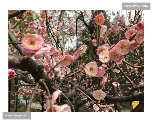 梅花摄影大赛：展现冬季美景与自然之韵的视觉盛宴